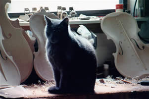 Cat with cello top