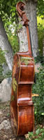 The Autumn Leaf Cello